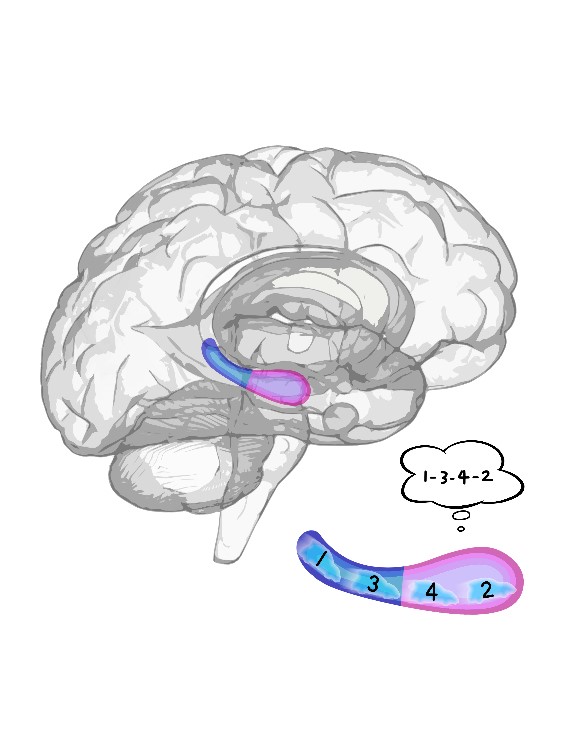 How Do Human Hippocampus Subregions Interact During Working Memory?